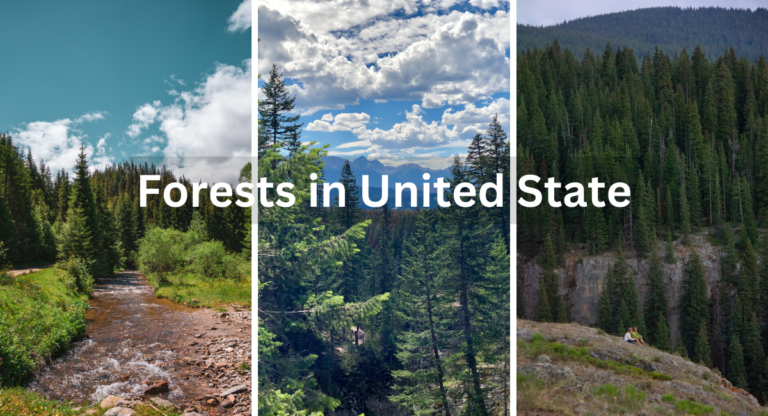 Forests in the United States